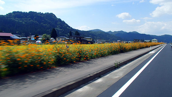 美しい沿道の花